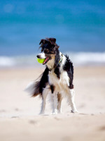 Roxy 4 x 3