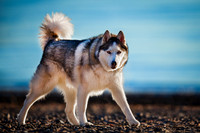 Max