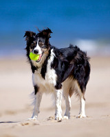 Roxy 5 x 4