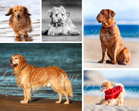 Make your own dog Collage
