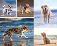 Make your own dog Collage