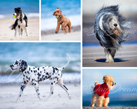 Make your own dog Collage