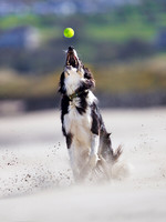 Roxy 4 x 3